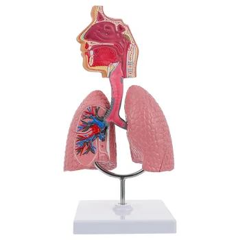 Модель анатомии легких Система обучения Модель дисплея человека Школа легких Анатомическое сердце Образовательная носовая игрушка